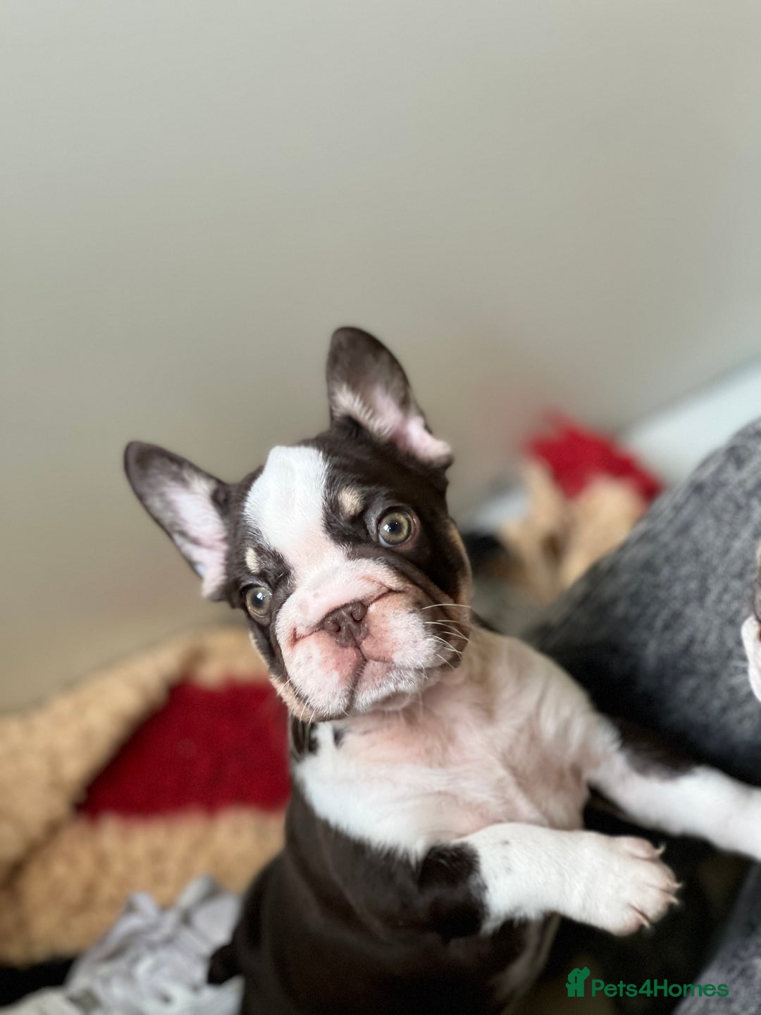 French Bulldog dogs for sale: French Bulldog Puppies  - Image 9