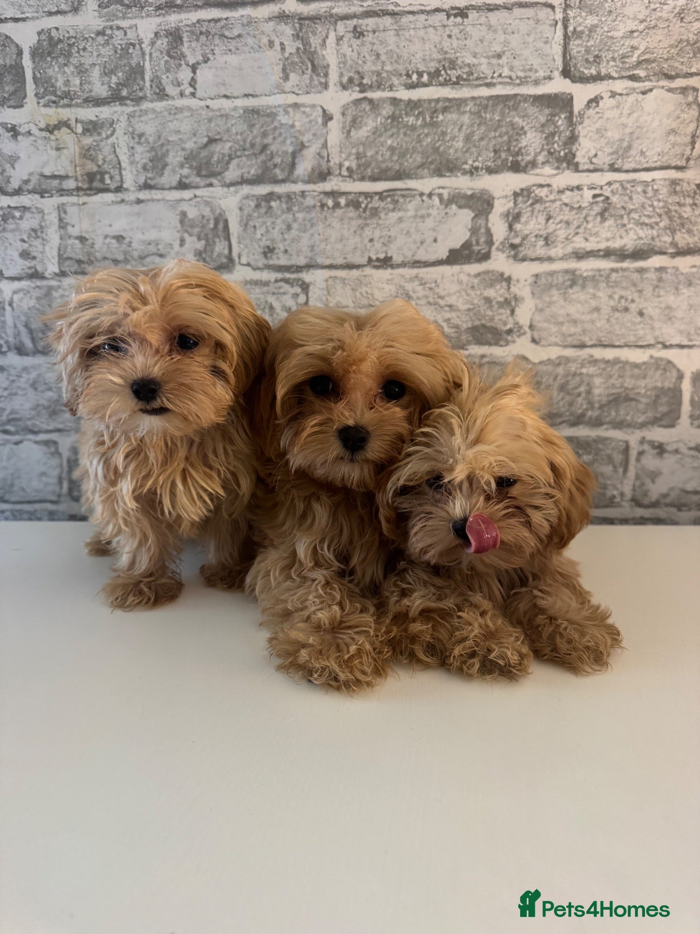 Maltipoo dogs Red Korean maltipoos 3x males tiny  - Advert 1