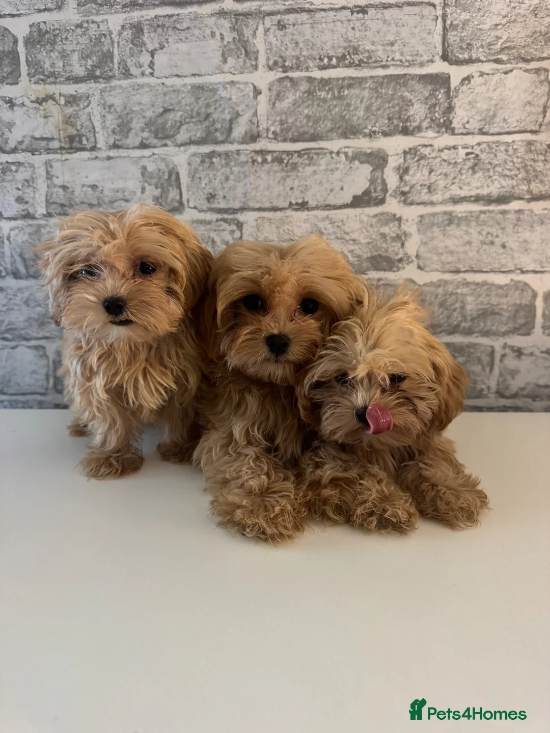 Maltipoo dogs for sale: Red Korean maltipoos 3x males tiny  - Advert 1