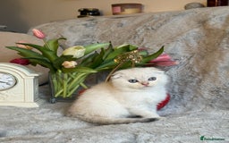 Scottish Fold cats for sale: *LUXURY SCOTTISH FOLD & 1 STRAIGHT KITTENS* - Advert 24