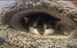 Russian Blue cats for sale: Russian blue mix - Image 3