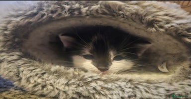 Russian Blue cats - Advert 7