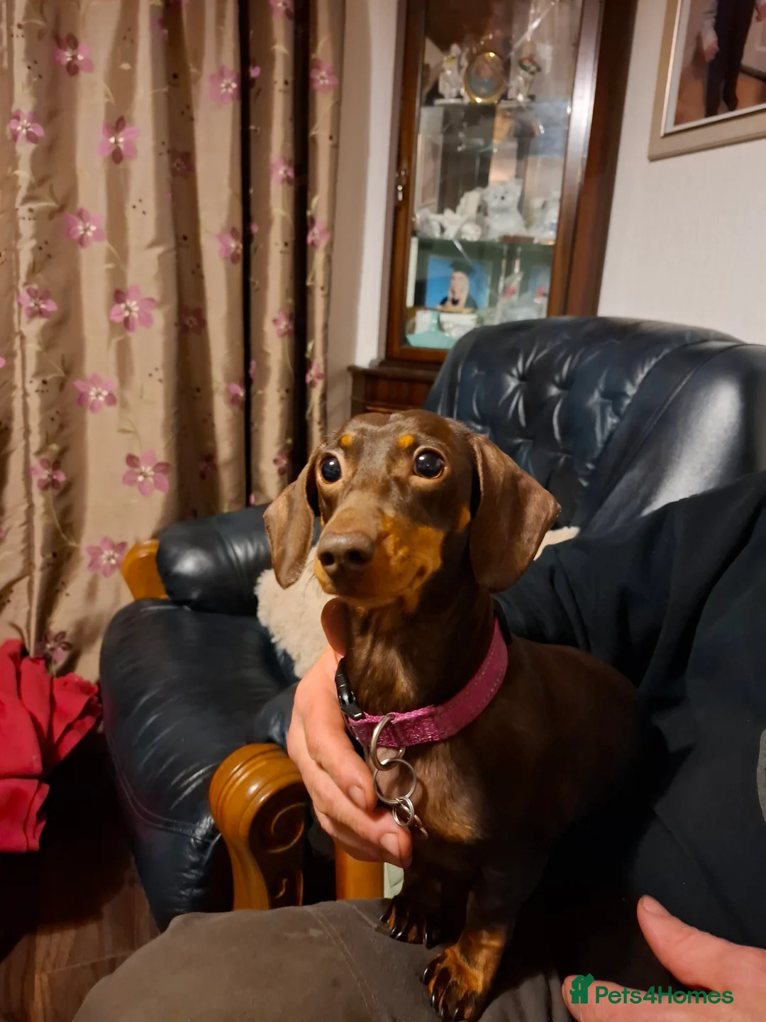 Miniature Dachshund dogs for sale: Miniature Dachshund smooth pups for sale ready now - Advert 10