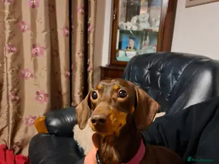 Miniature Dachshund dogs Miniature Dachshund smooth pups for sale ready now - Advert 11