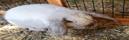Mini Lop rabbits for sale: Baby girl bunnies ready now. Read full advert - Advert 5