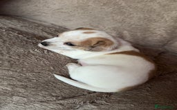 Chiweenie dogs for sale: 2 Male Puppies - Advert 5