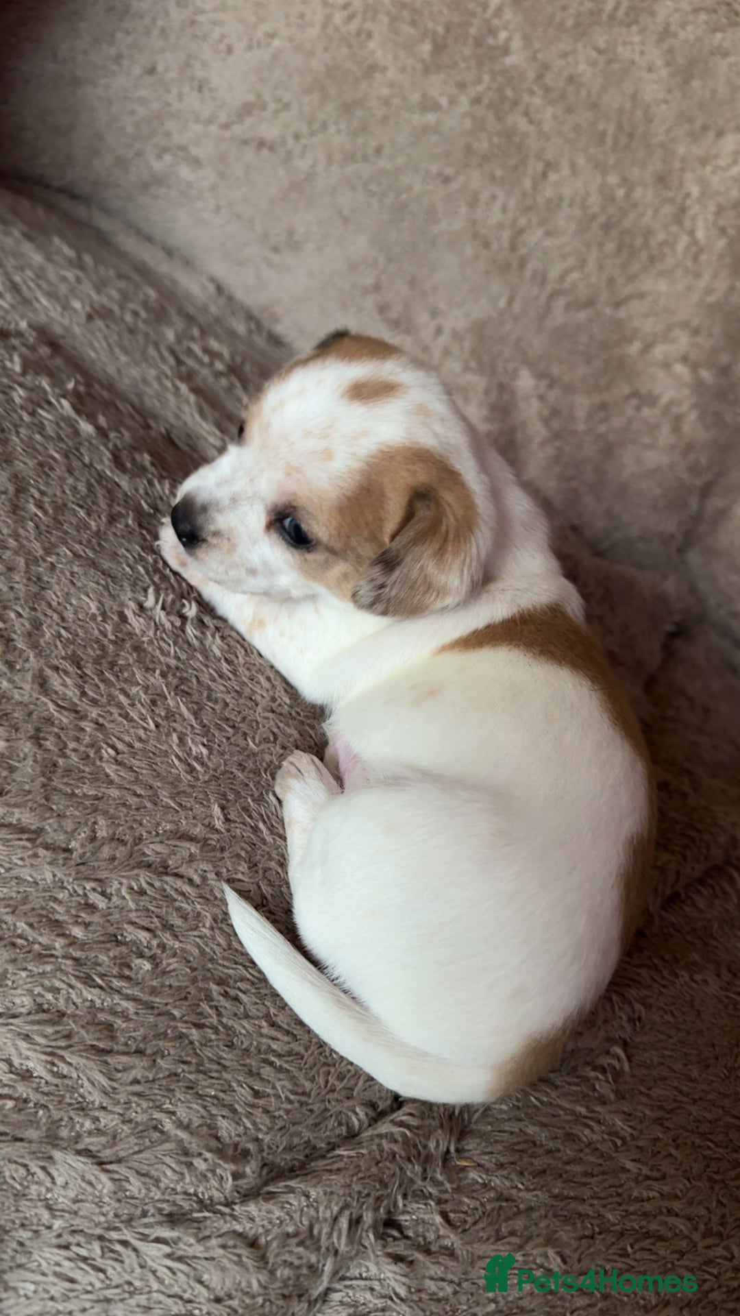 Chiweenie dogs for sale: 2 Male Puppies - Advert 5
