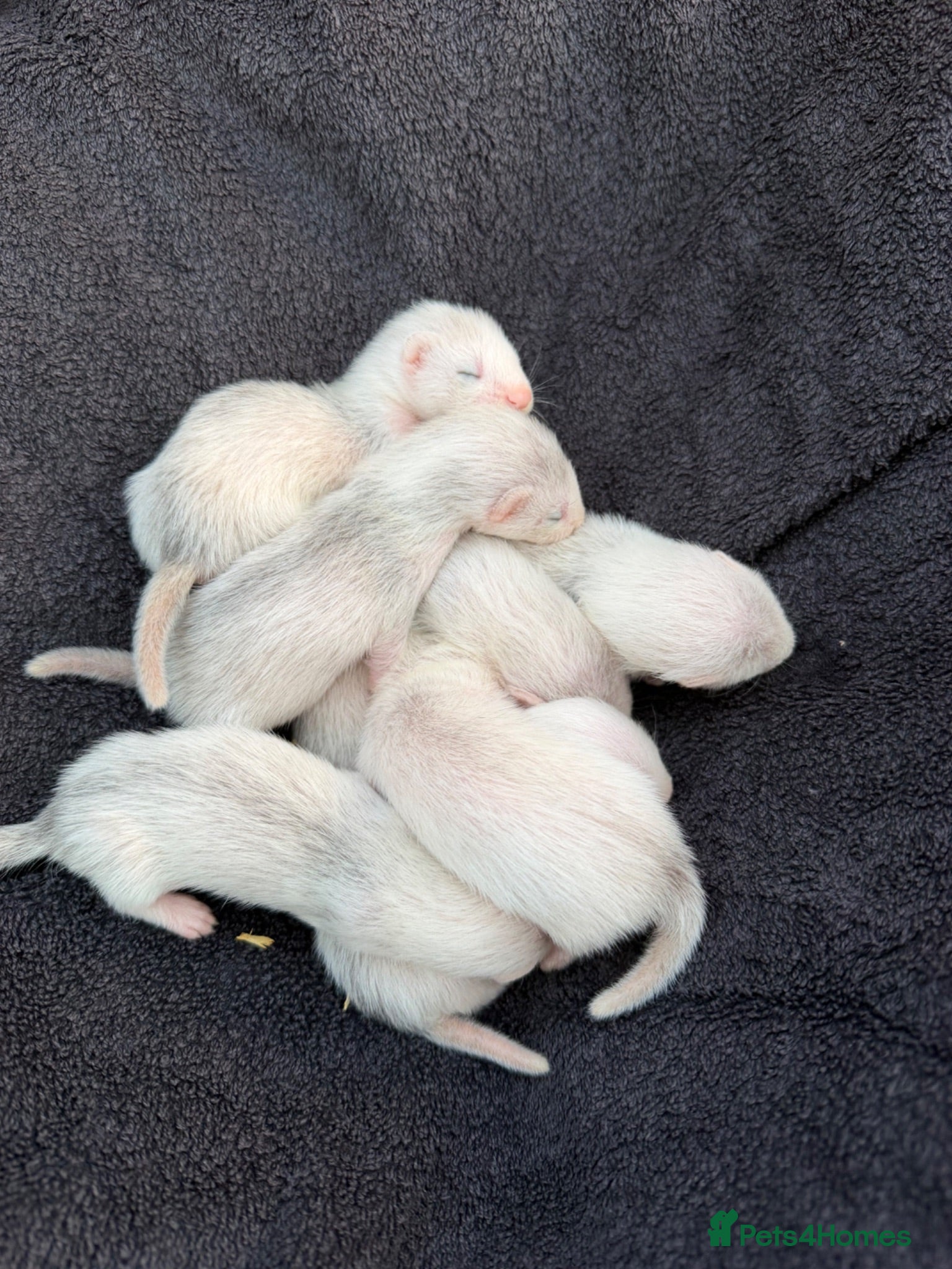 Ferret rodents Baby ferrets for sale  - Advert 11