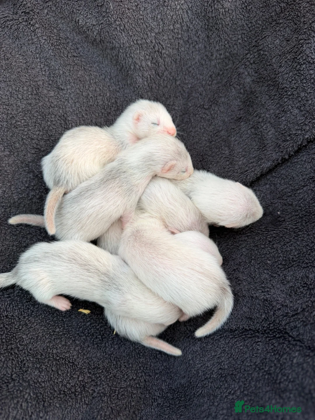 Ferret rodents for sale: Baby ferrets for sale  - Advert 1
