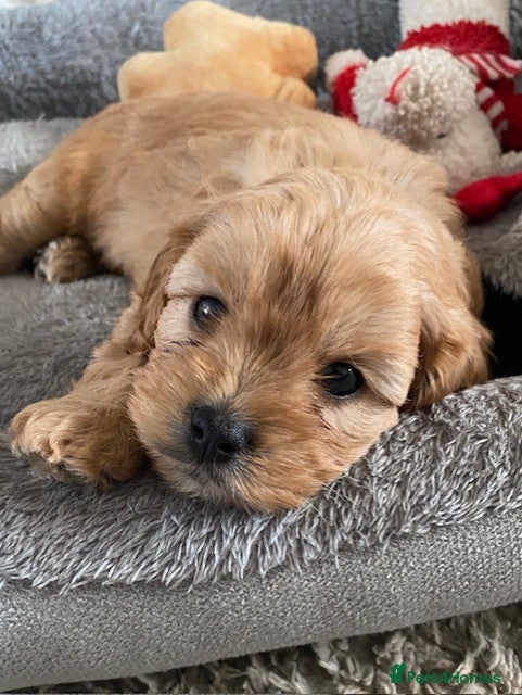 Cavapoo dogs Quality health tested Cavapoos puppies. - Advert 2