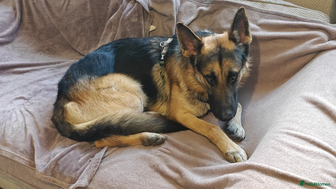 German Shepherd dogs for sale: German Shepherd for sale reluctantly - Advert 7