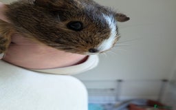 Guinea Pig rodents for sale: 2 Female Guinea Pigs  - Image 4