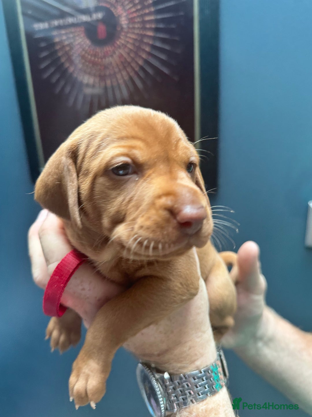 Hungarian Vizsla dogs for sale: 1CHUNKY DEEP RED HUNGARIAN VIZSLA GIRL PUPPY LEFT - Image 14