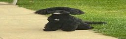 Toy Poodle dogs for stud: Beau Beautiful Boy Toy Poodle  in Littlehampton - Advert 6