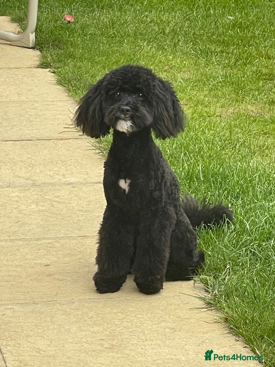 Toy Poodle dogs for stud: Beau Beautiful Boy Toy Poodle  in Littlehampton - Advert 6