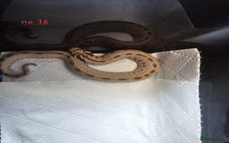 Snake reptiles for sale: Western Hognose Snakes Cb25 - Image 12