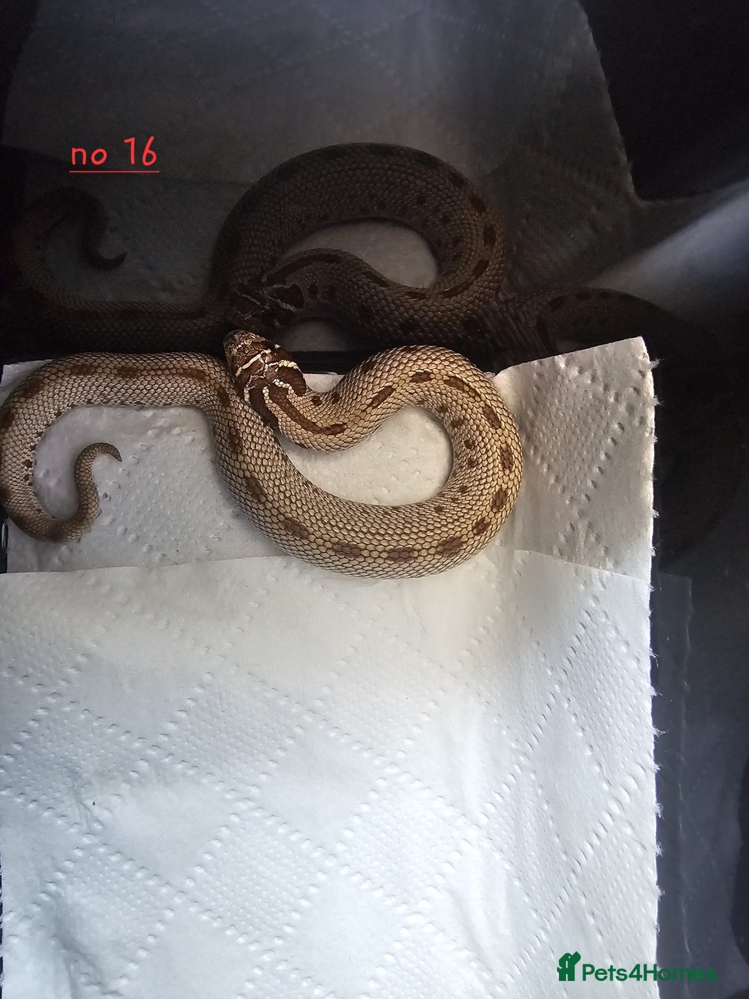 Snake reptiles for sale: Western Hognose Snakes Cb25 - Image 12