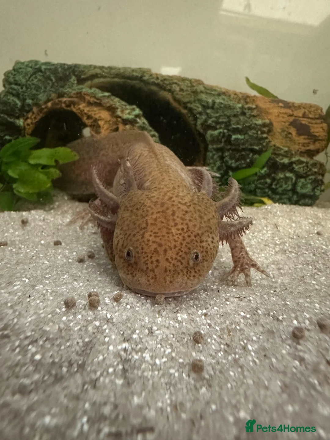Axolotl reptiles for sale: 1x Male & 1x Female Axolotls with 182L Tank in Barnsley - Advert 3