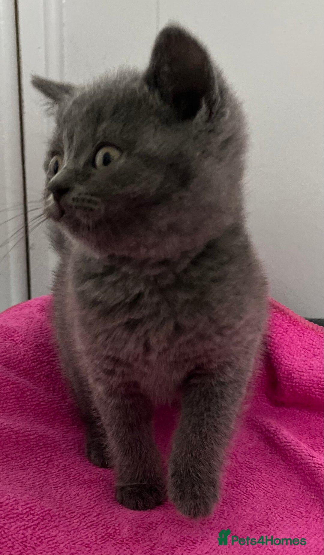 British Shorthair cats for sale: Stunning British Shorthaired Kittens - Advert 4