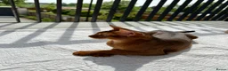 Abyssinian cats for sale: Only 1 Girl available 🎀 - Advert 6
