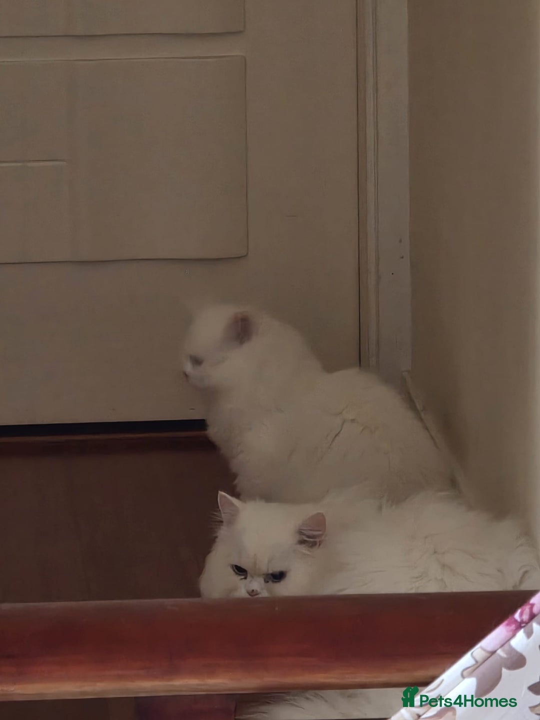 Persian cats for sale: Lovely Persian boy-- SHY - Advert 2