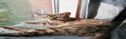 Bengal cats for sale: Glitter bengals - Advert 6
