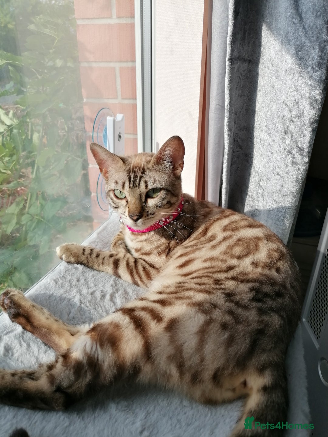 Bengal cats for sale: Glitter bengals - Advert 6