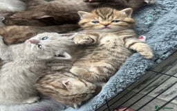 British Shorthair cats for sale: Male brown British short hair left  - Image 6