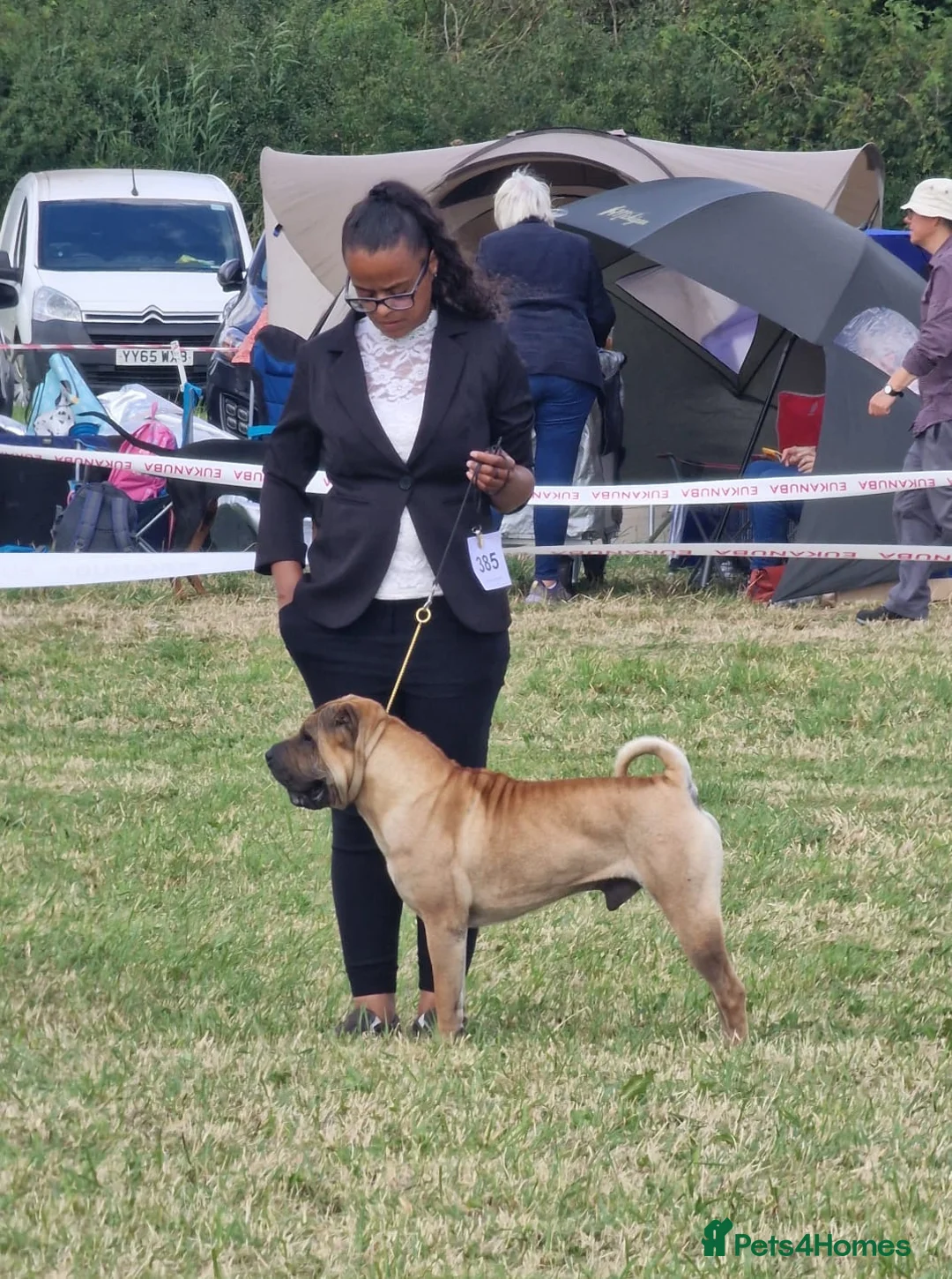 Shar Pei dogs for stud: Champion Shar Pei Stud in Doncaster - Advert 5