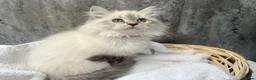 Siberian cats for sale: 💙💙Stunning GCCF Reg Siberian Babies💙💙 - Advert 6