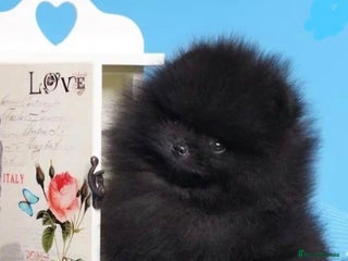 Pomeranian dogs Last 3 boys left 💙30+🏆 in lines - Advert 17