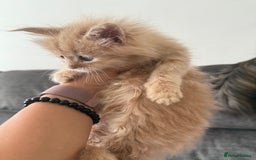 Maine Coon cats for sale: Pedigree fluffy Maine coon kittens (last3 boys) - Image 7