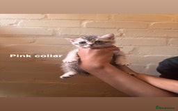 British Shorthair cats for sale: ✨British Shorthair Kittens ✨ - Image 8