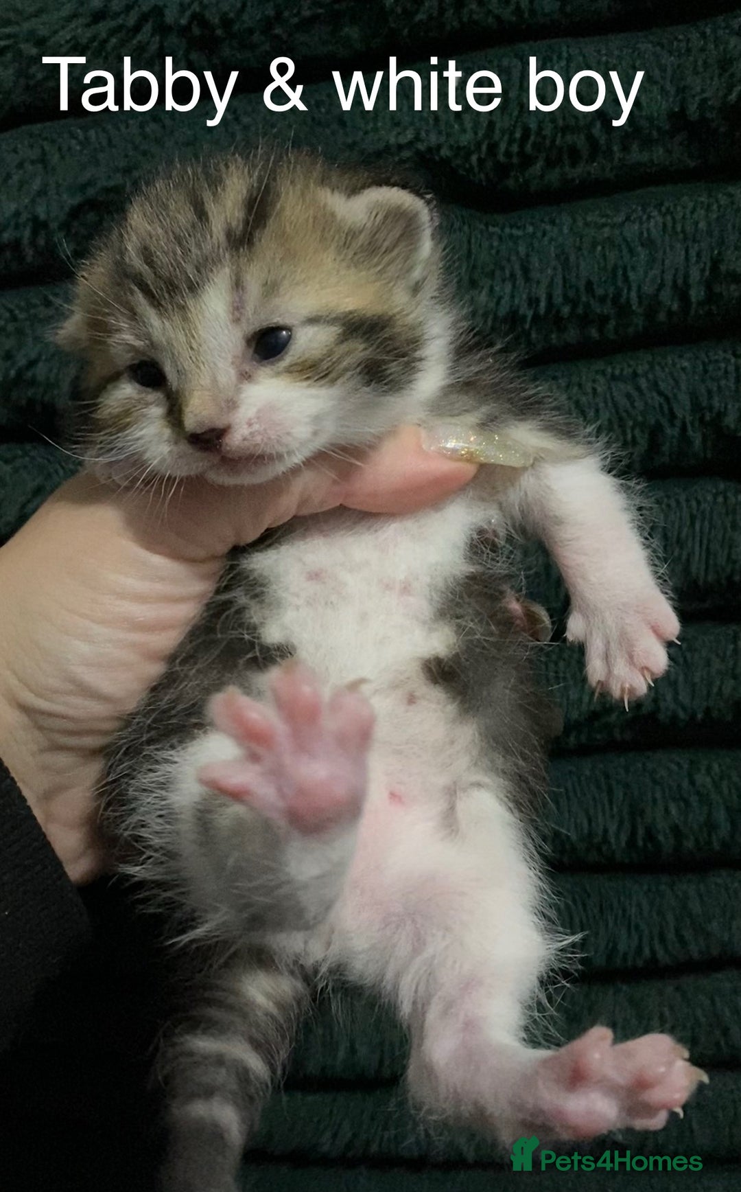 American Shorthair cats for sale: Mix colour litter girls and boys very docile  - Advert 5