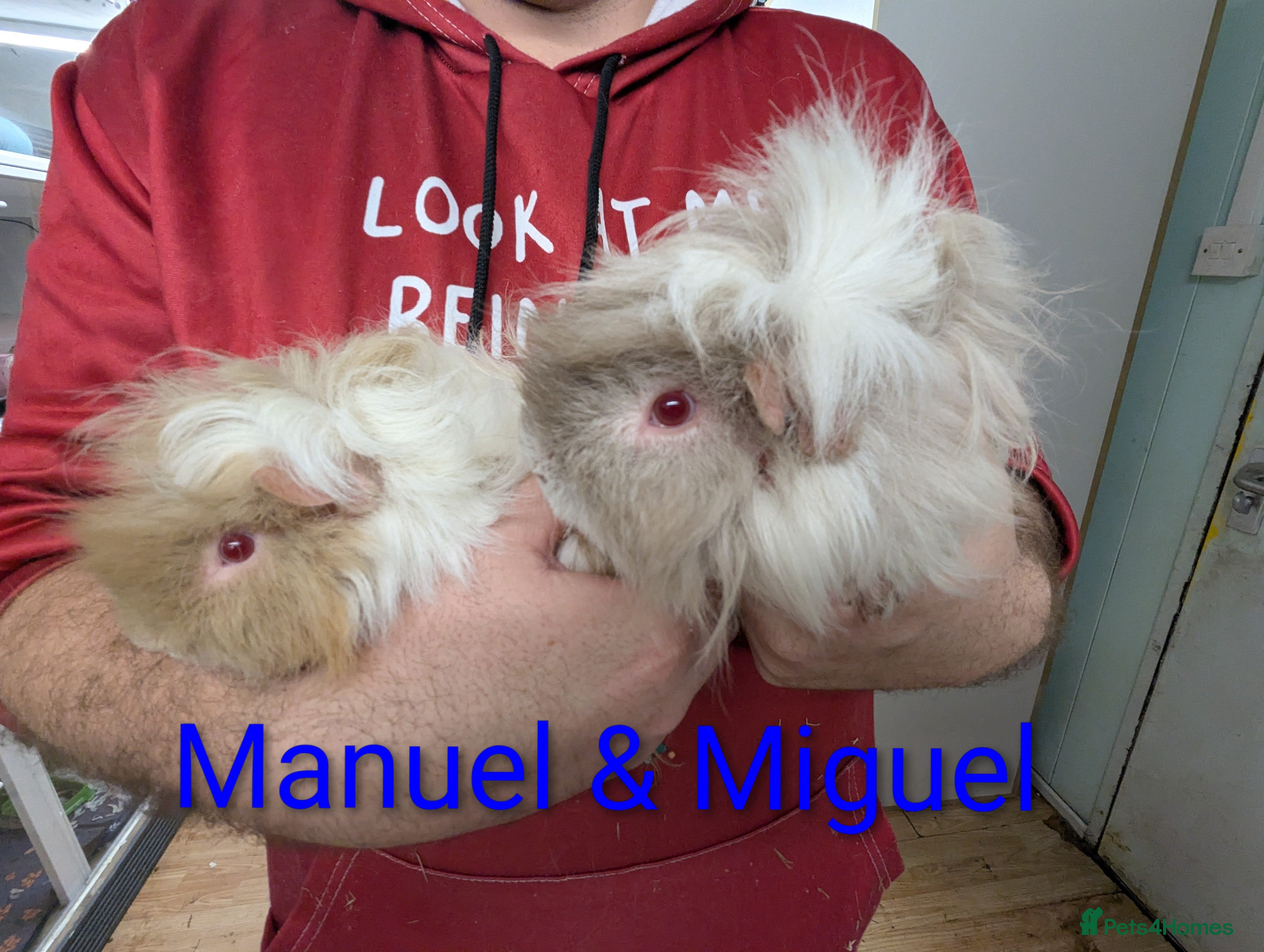 Guinea Pig rodents Lunkarya Guinea pigs. Brothers. 10months old - Advert 12