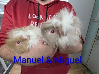 Guinea Pig rodents Lunkarya Guinea pigs. Brothers. 10months old - Advert 15