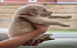 Golden Retriever dogs for sale: Golden Retriever Puppies. Health tested parents. - Image 19