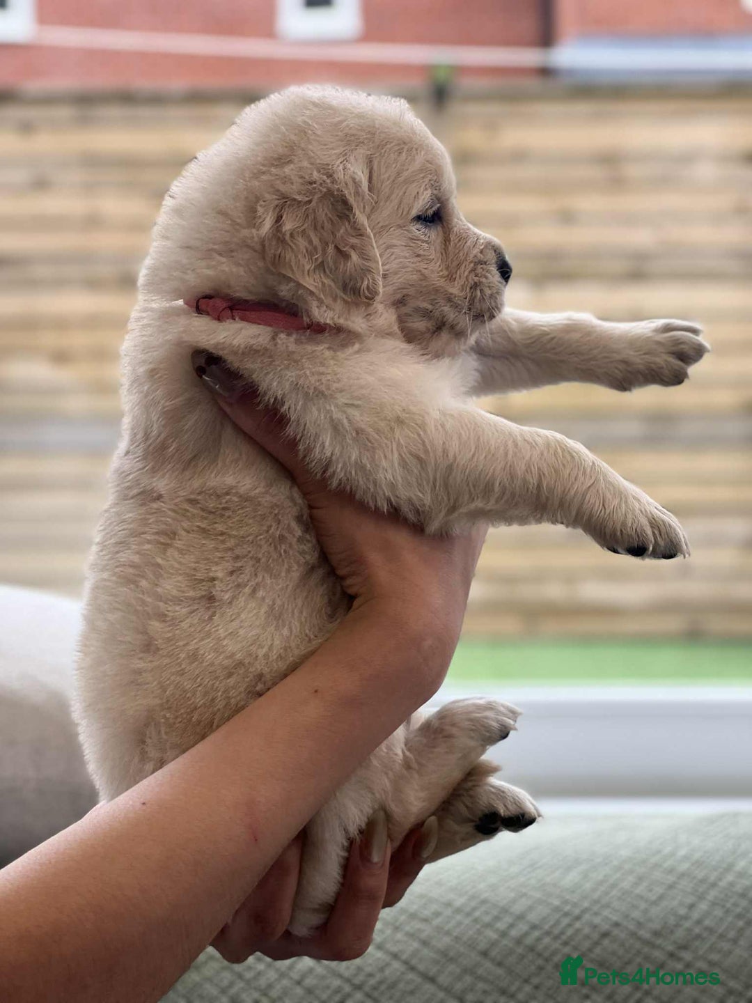 Golden Retriever dogs for sale: Golden Retriever Puppies. Health tested parents. - Image 19