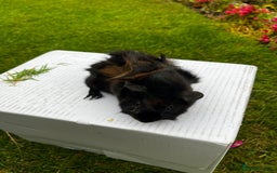 Guinea Pig rodents for sale: Baby boars  - Image 15