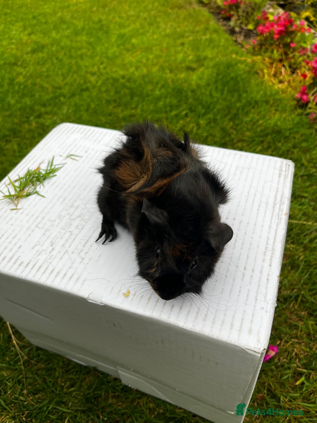 Guinea Pig rodents for sale: Baby boars  - Image 15