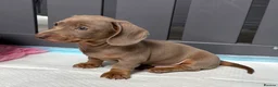 Miniature Dachshund dogs for sale: 💕Exceptional, Isabella & Tan, KC Reg, PRA Clear💕 - Advert 4
