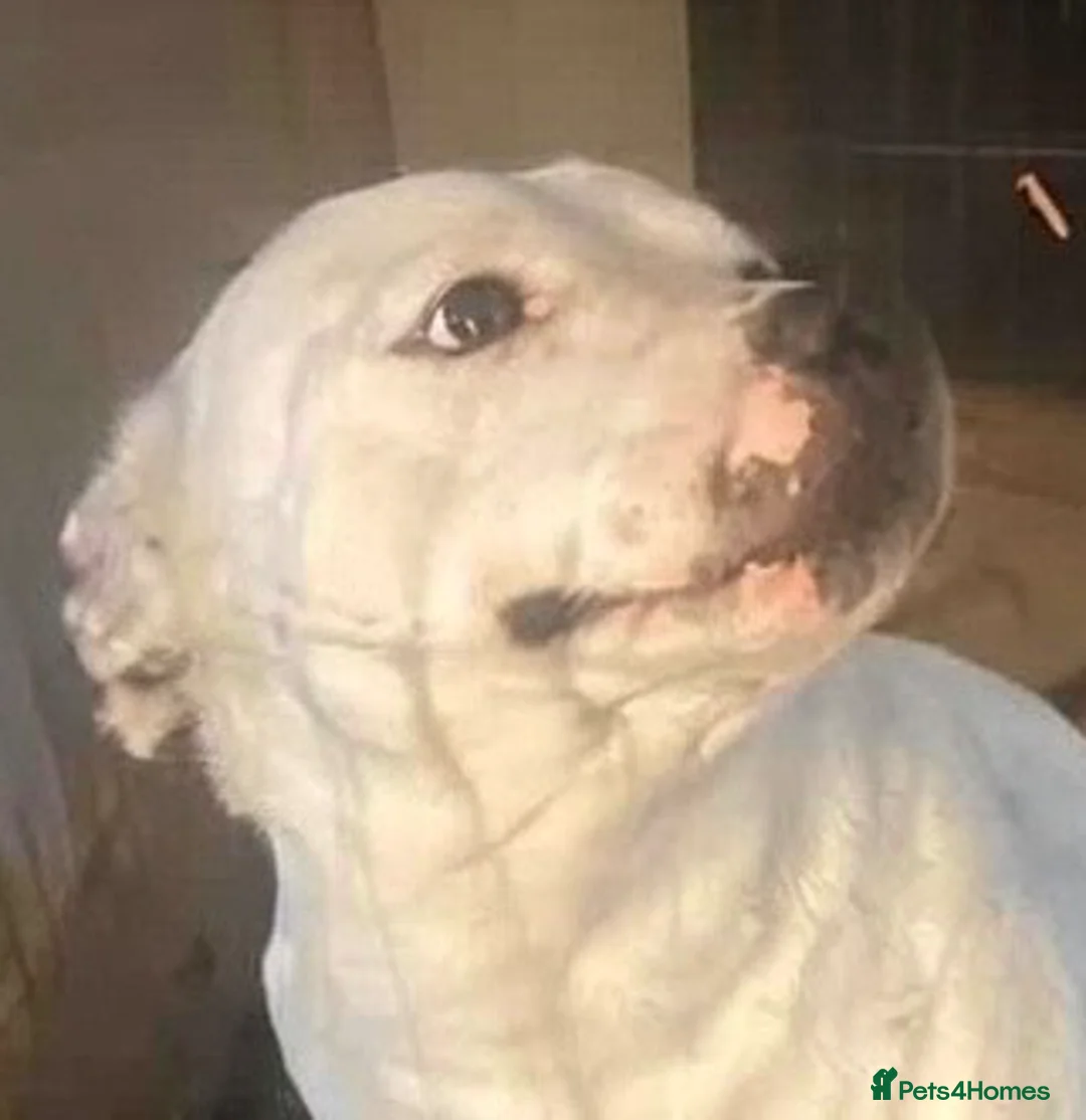 Staffordshire Bull Terrier dogs for adoption: Fendi - Advert 2