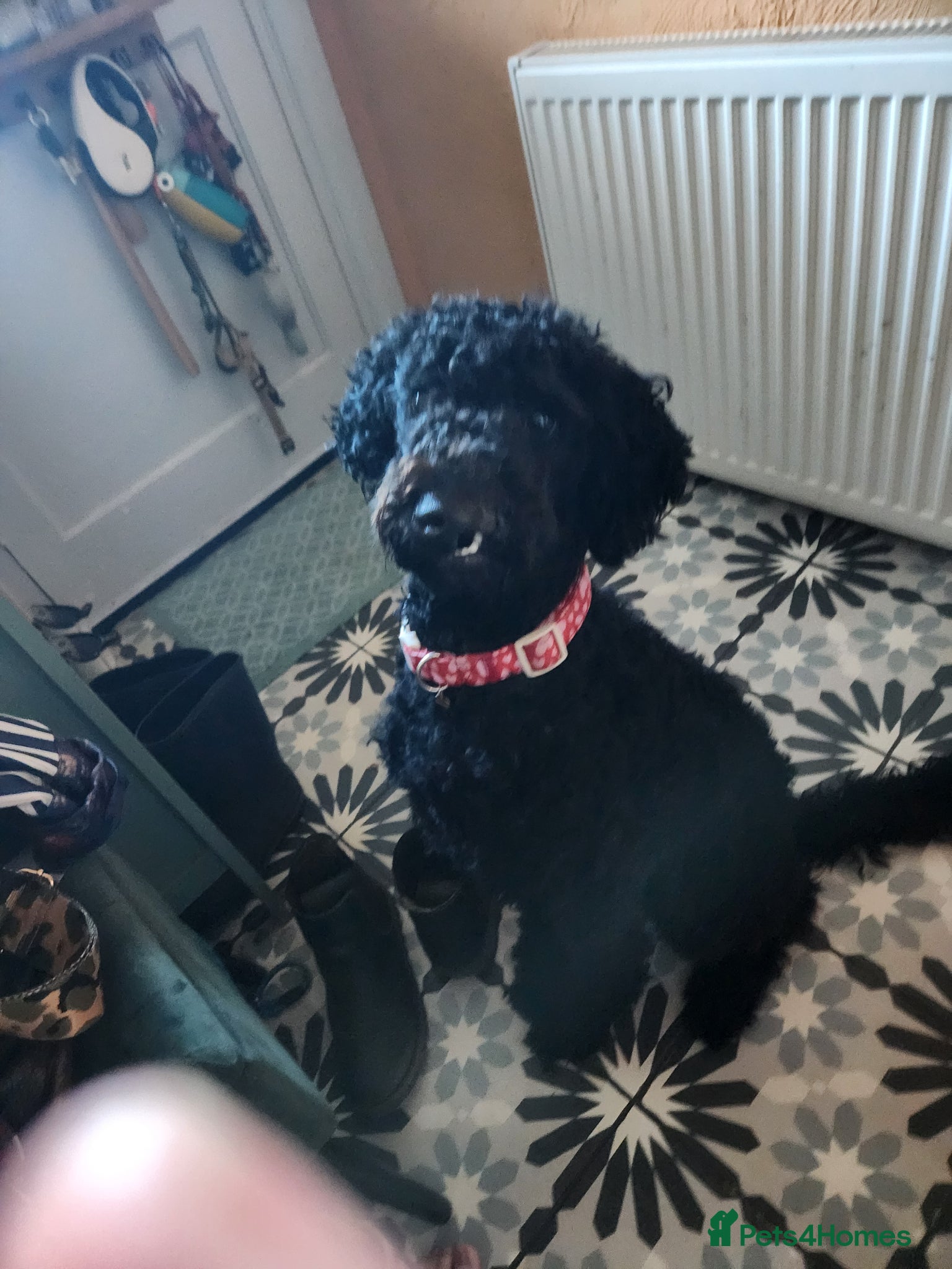 Standard Poodle dogs for sale: Benson, 13 months, with a Unicorn Obsession! - Advert 2
