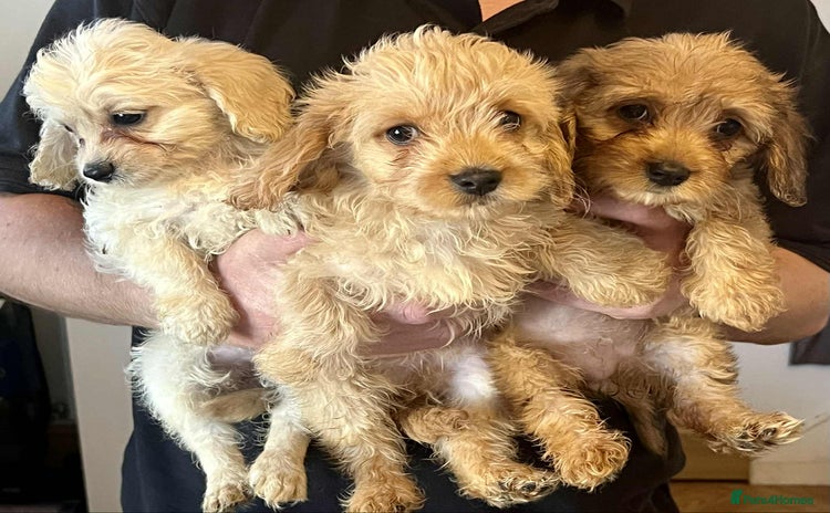 Mixed Breed dogs - Advert 11