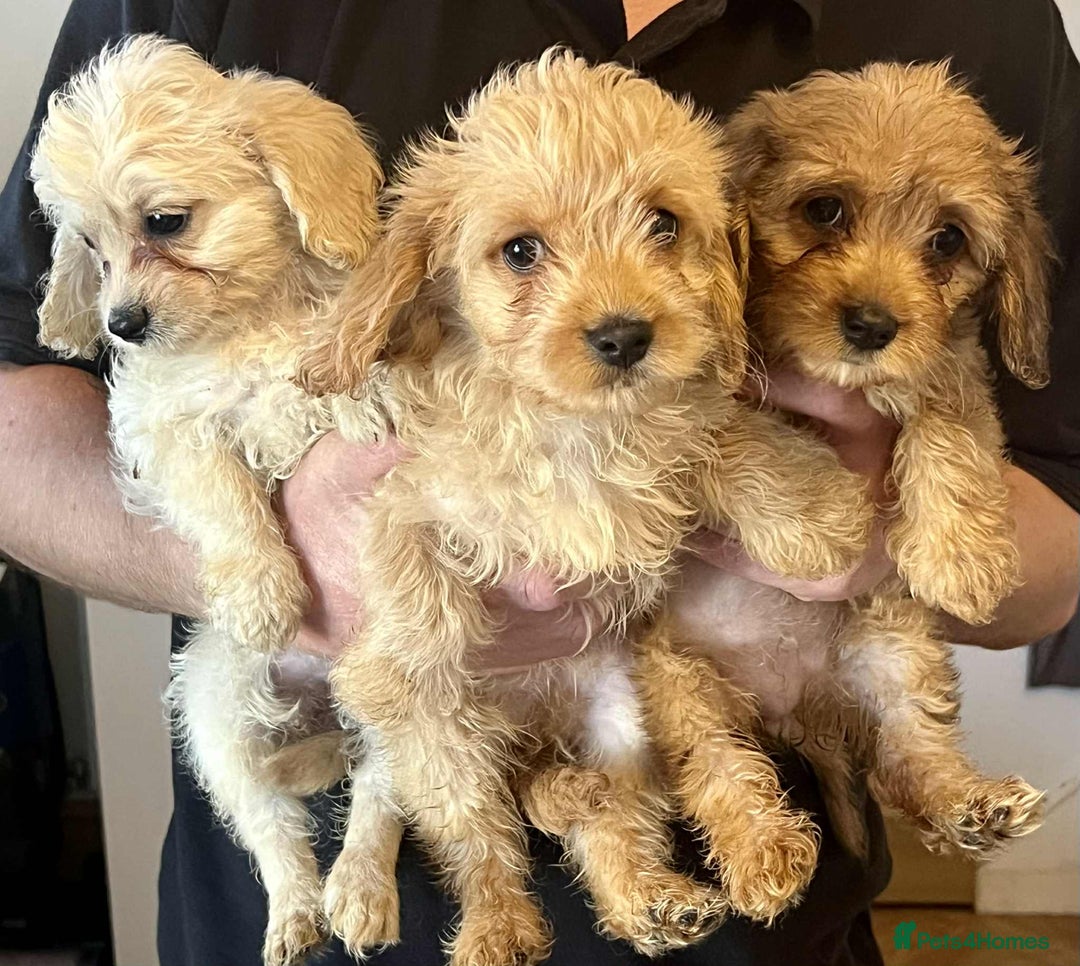 Mixed Breed dogs for sale: *Ready Now* Maltipoo X Cockapoo Puppies  - Image 1