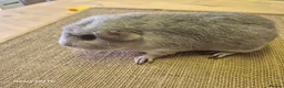 Guinea Pig rodents for sale: Sows available  in Dundee - Advert 2