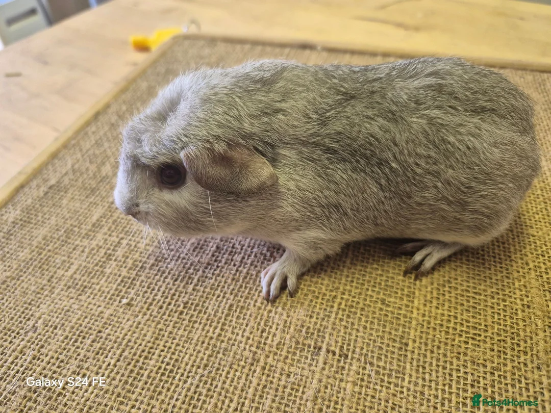 Guinea Pig rodents for sale: Sows available  in Dundee - Advert 2