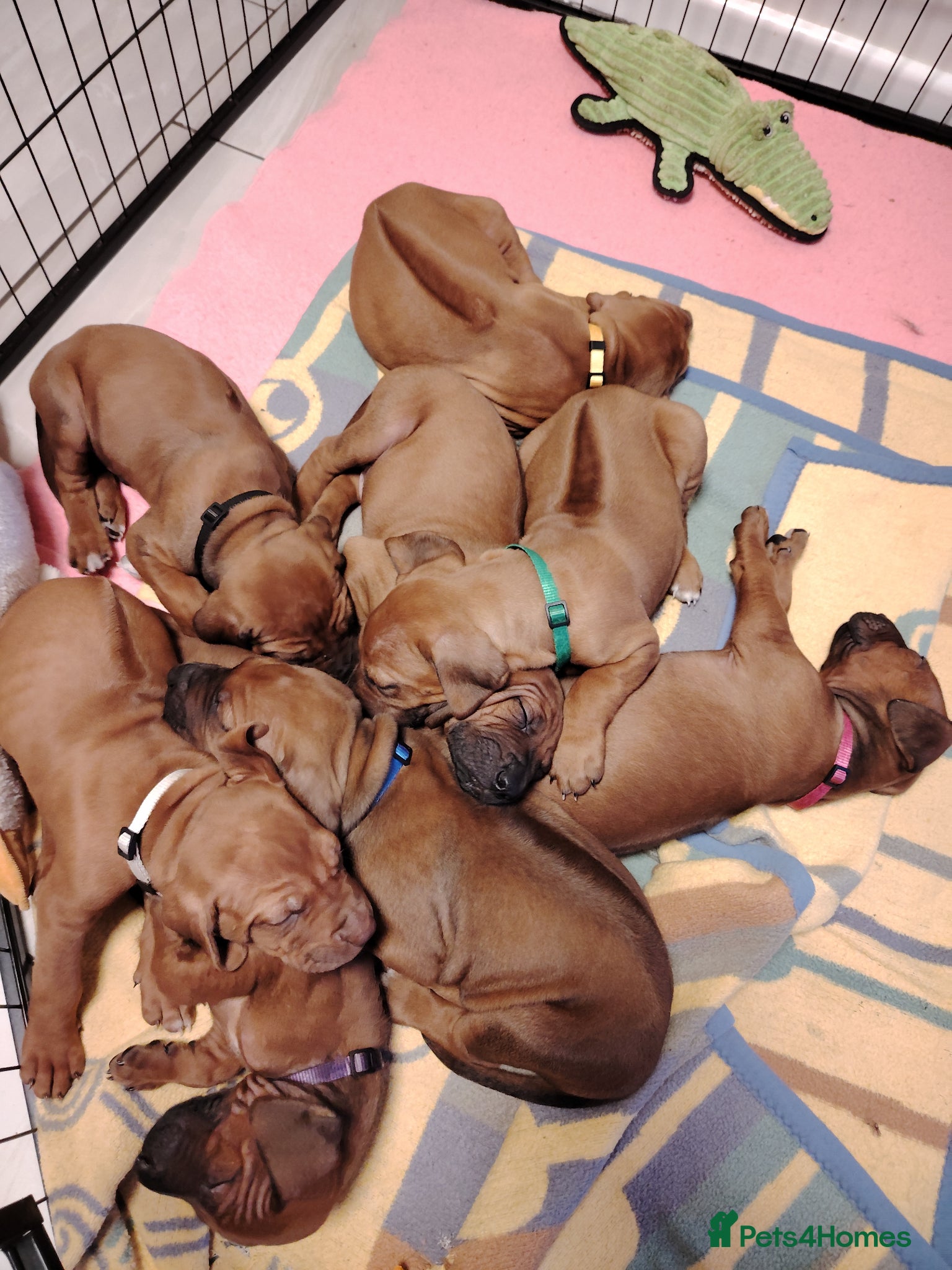 Rhodesian Ridgeback dogs Beautiful Rhodesian Ridgeback puppies-Family pet - Advert 13