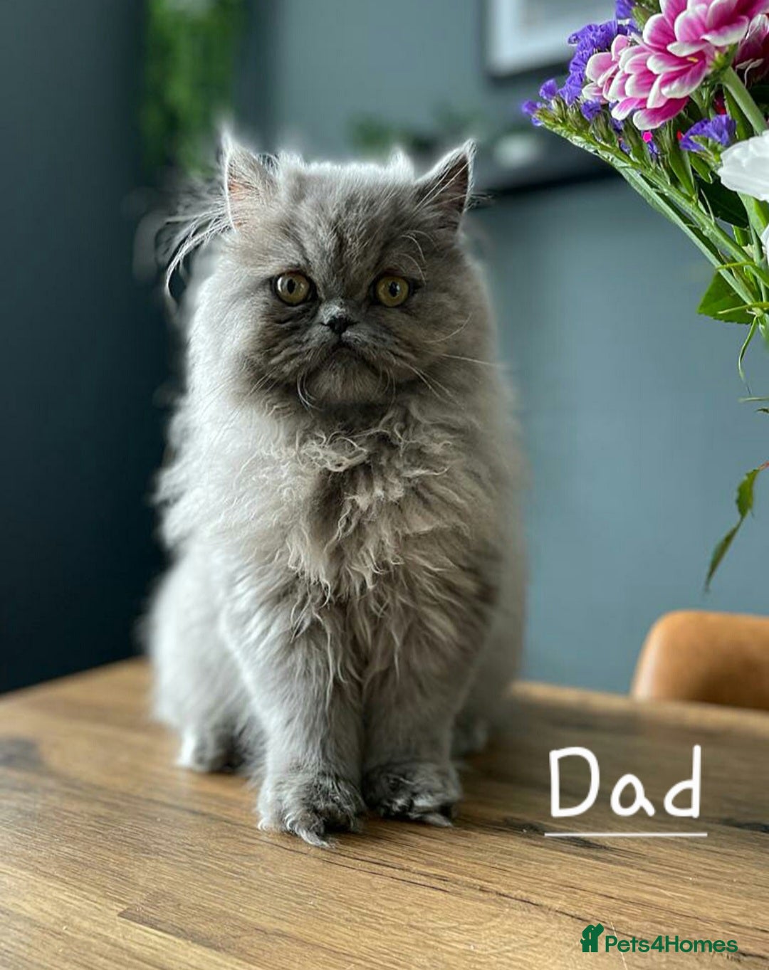 Persian cats for sale: Blue litter due in a few days time - Image 6
