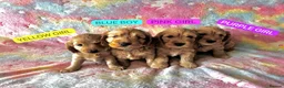 Cockapoo dogs for sale: Cockapoo❤❤❤ - Advert 12